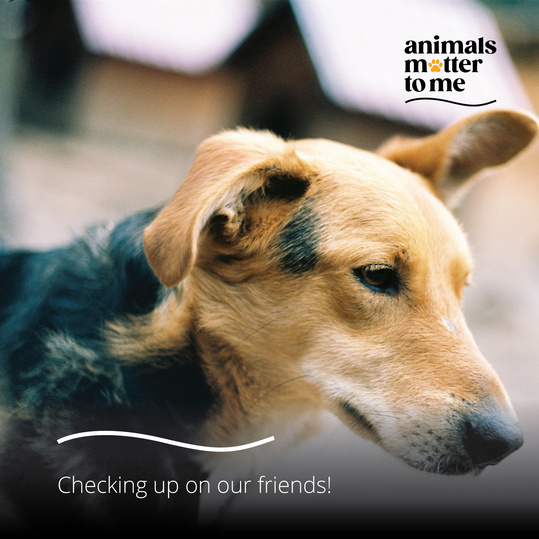 Checking Up On Our Friends - Animals Matter To Me