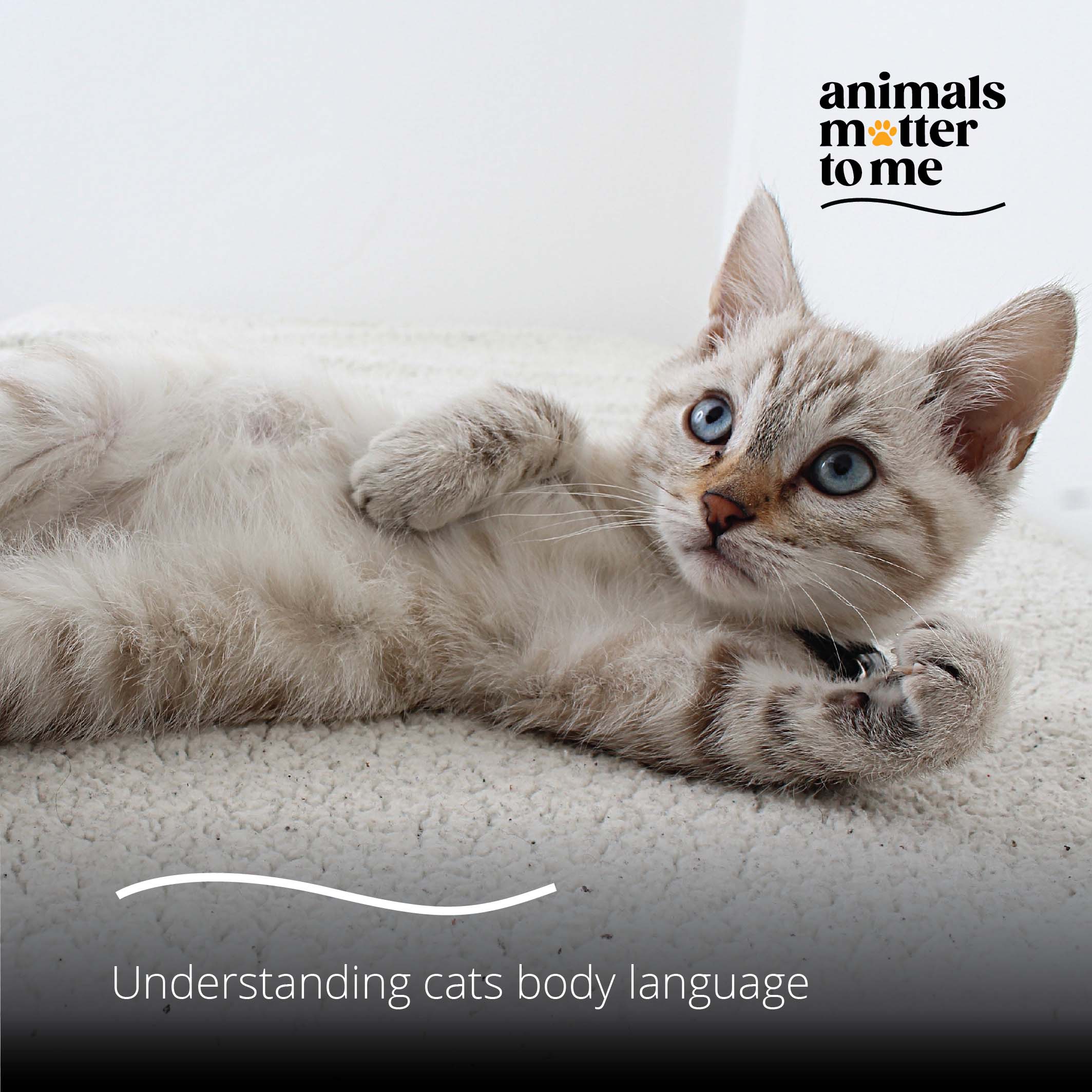 Understanding cats body language - Animals Matter To Me