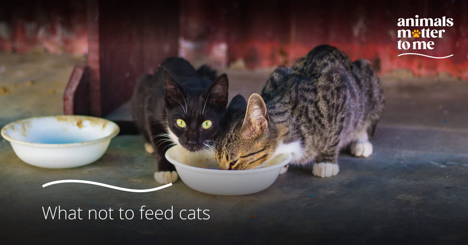 What Not To Feed Cats Blog Animal Matter To Me