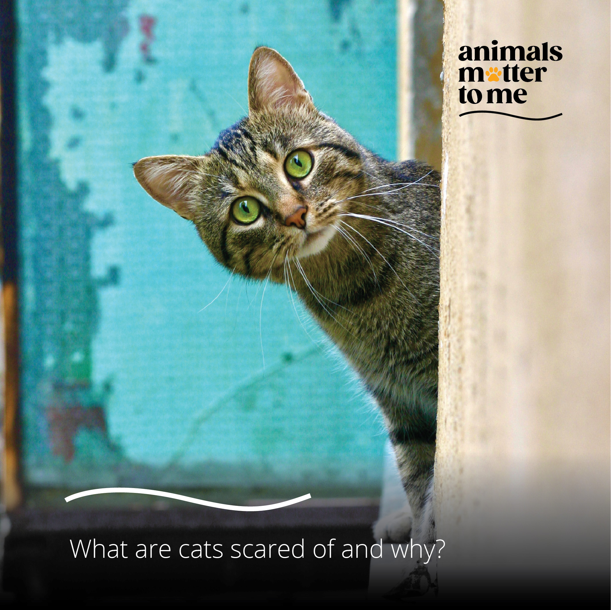 Most common phobias in cats and how to help them - Animals Matter To Me