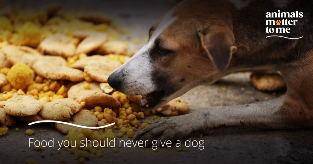 What Foods Should You Never Give A Dog