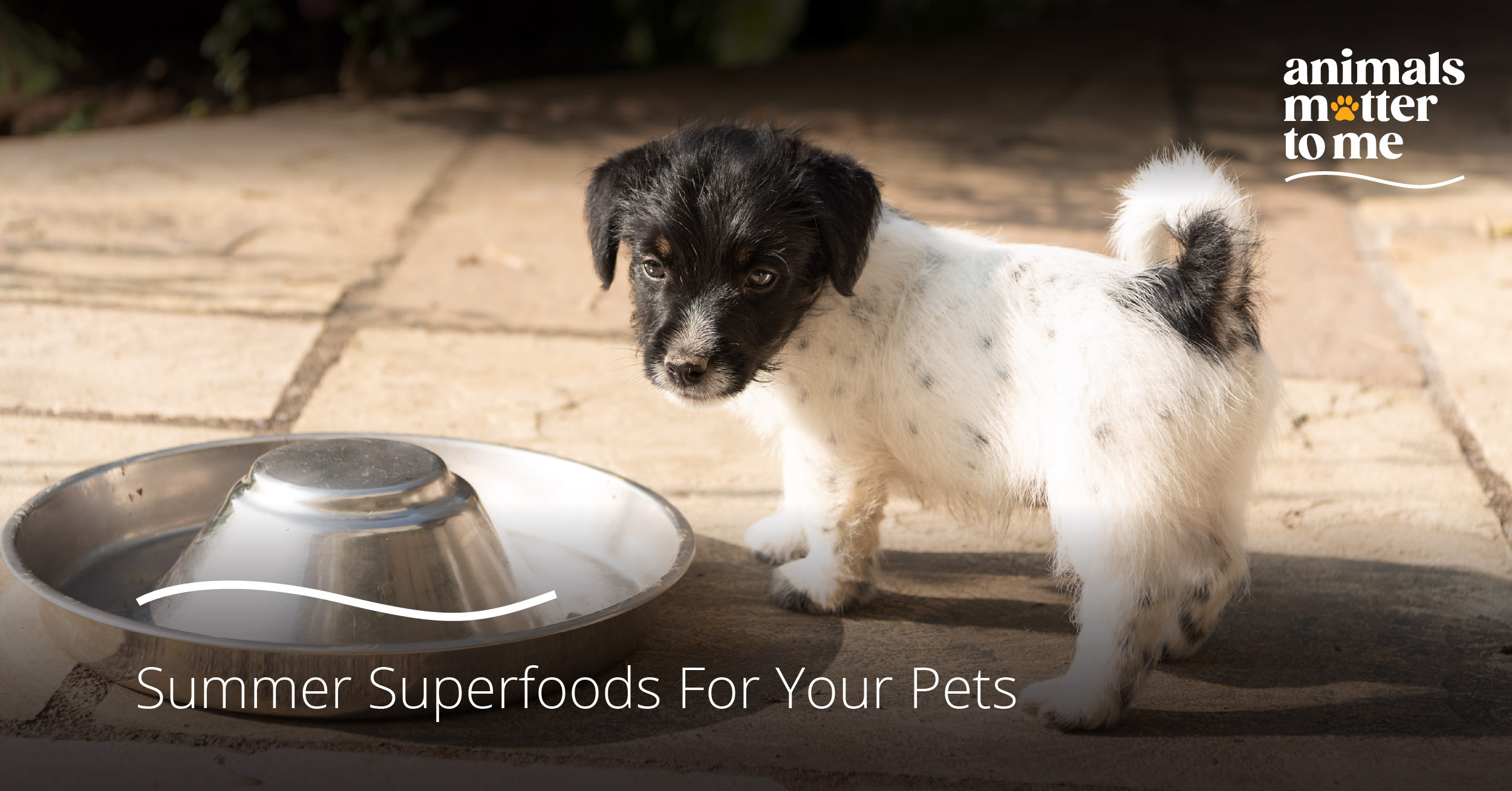 Summer Superfoods For Your Pets