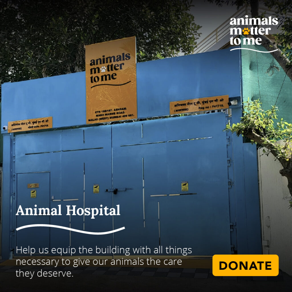 AMTM is an Animal Welfare NGO - Animals Matter To Me