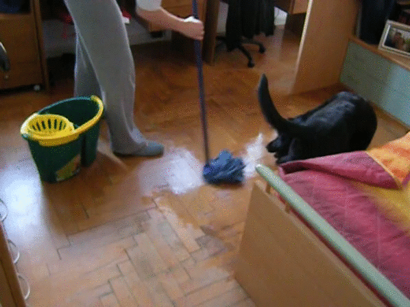 Clean floor for pet