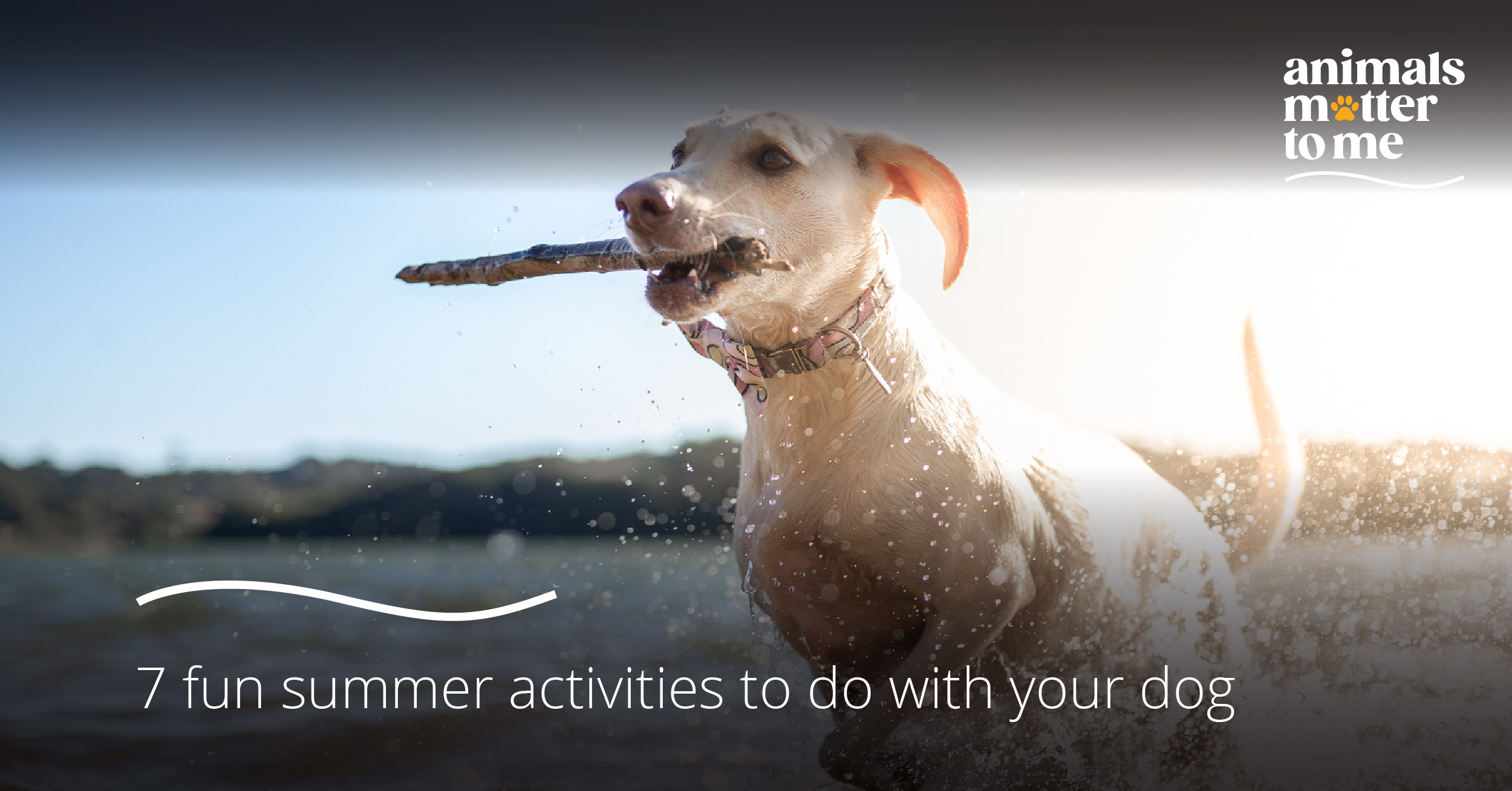 7 fun summer activities to do with your dog