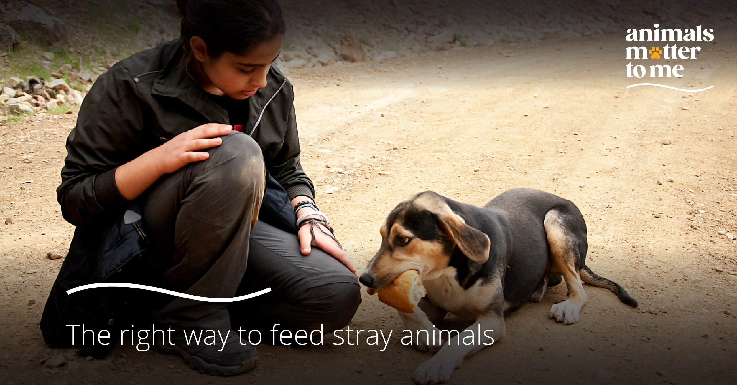 The right way to feed stray animals - Animals Matter To Me