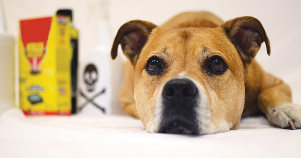 Toxic cleaning substances for dogs