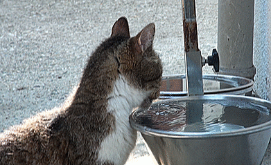 Stray Cat Drinking water