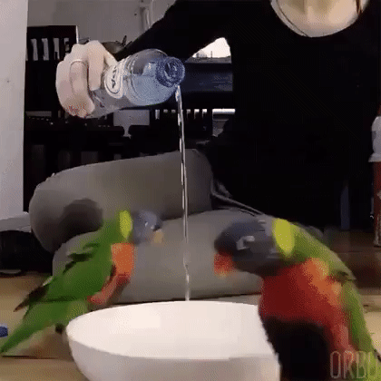 water for your bird for drinking and bathing
