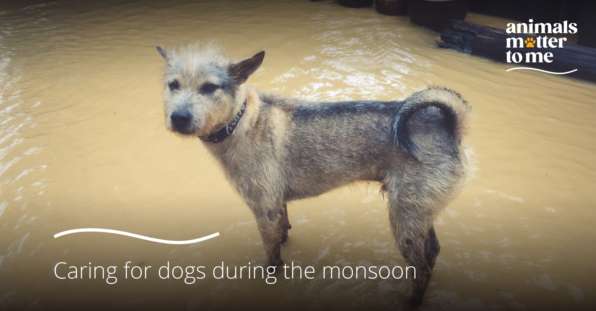 Caring for dogs during the monsoons