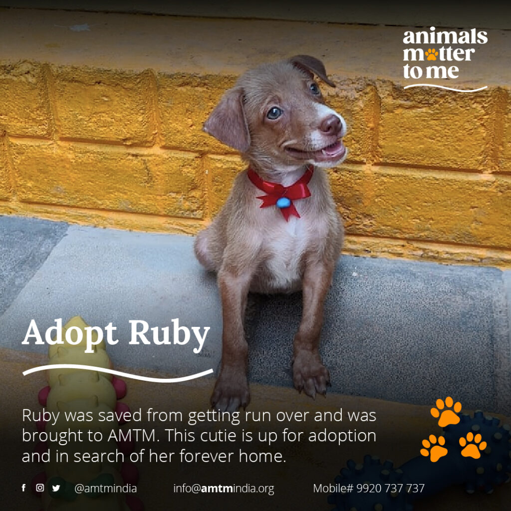 Ruby - Animals Matter To Me