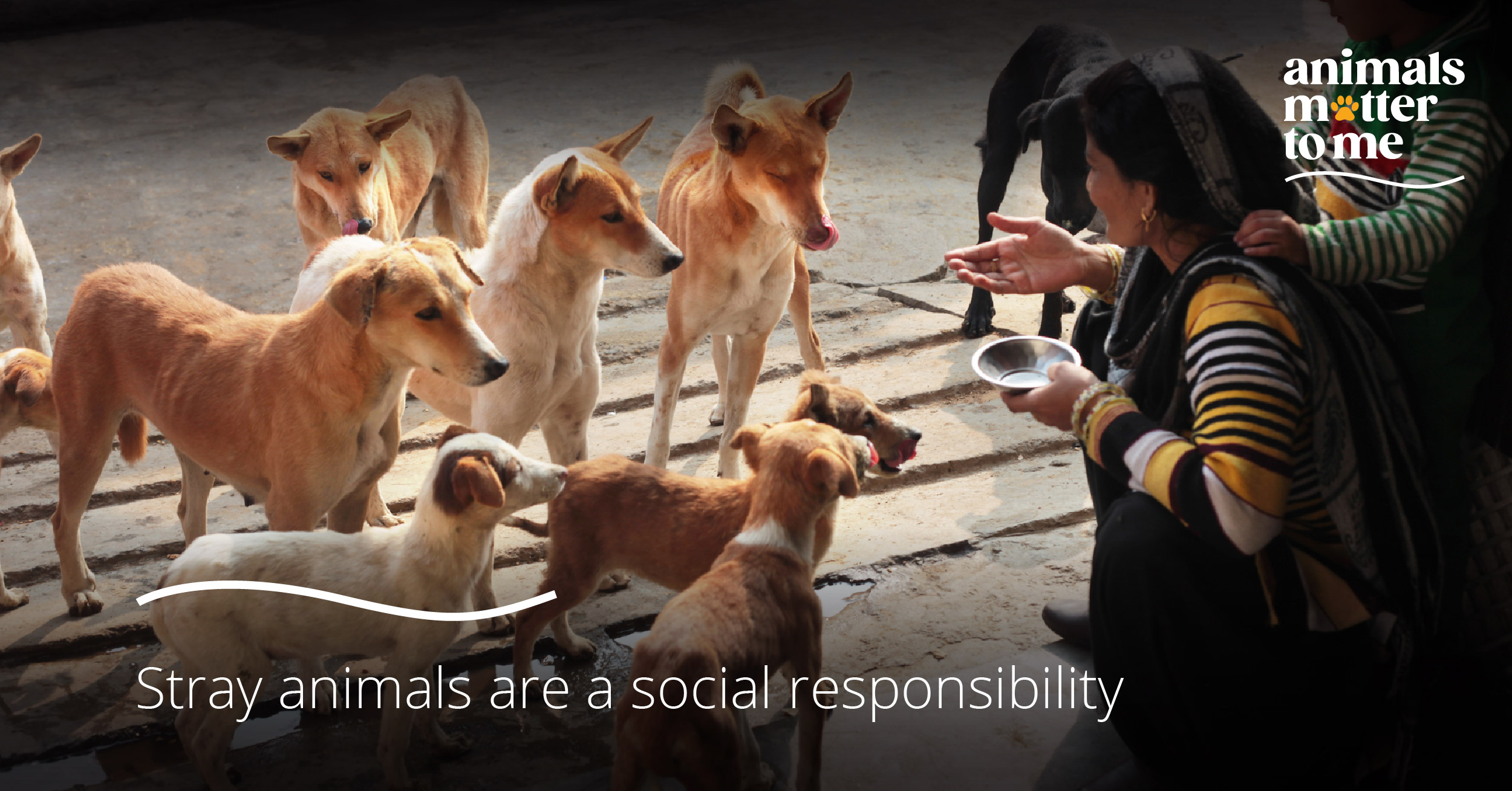 Stray animals are a social responsibility