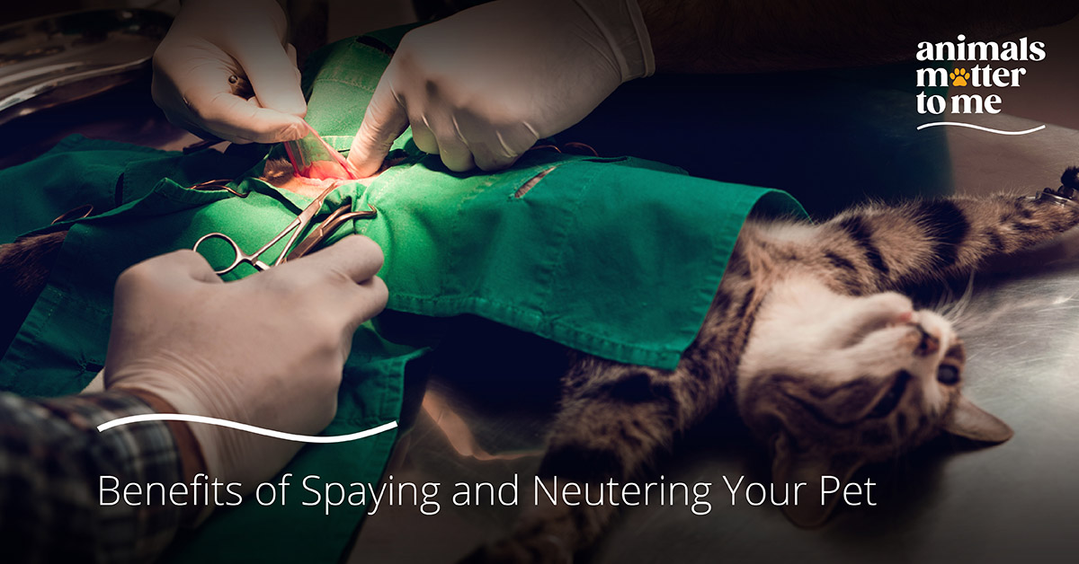 Spaying and Neutering pets