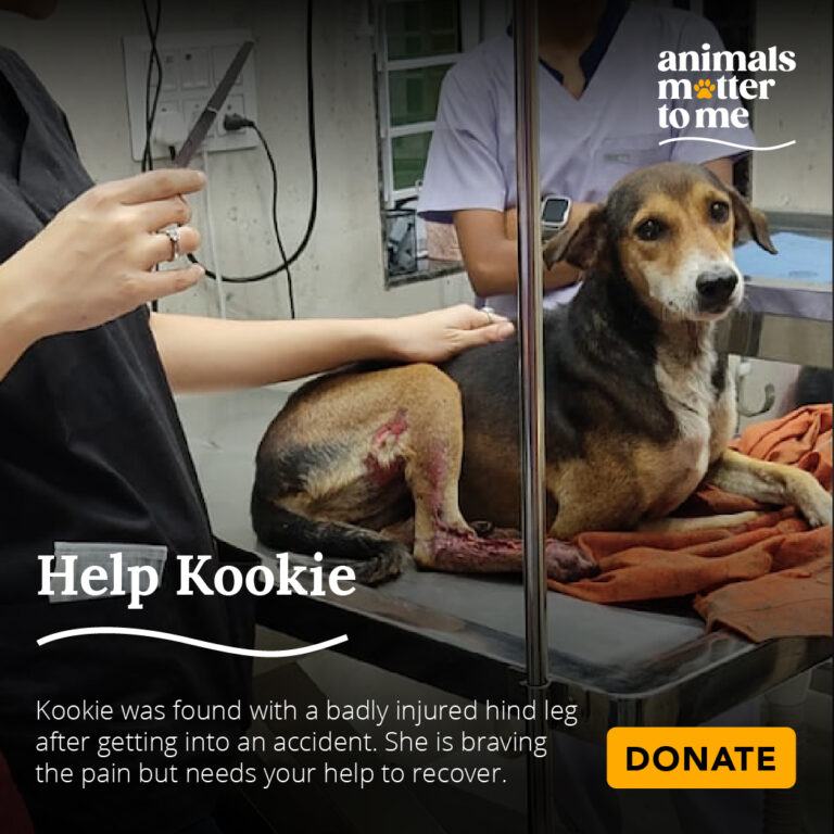 AMTM is an Animal Welfare NGO Animals Matter To Me