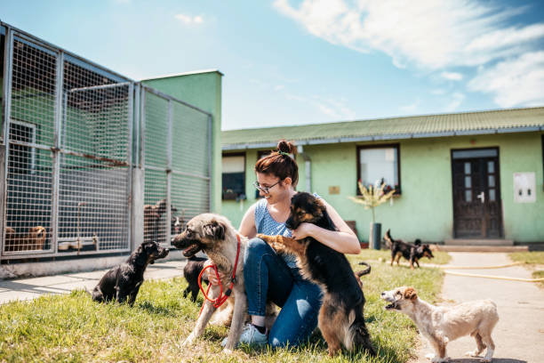 5 Reasons You Should Adopt From An Animal Shelter - Animals Matter To Me