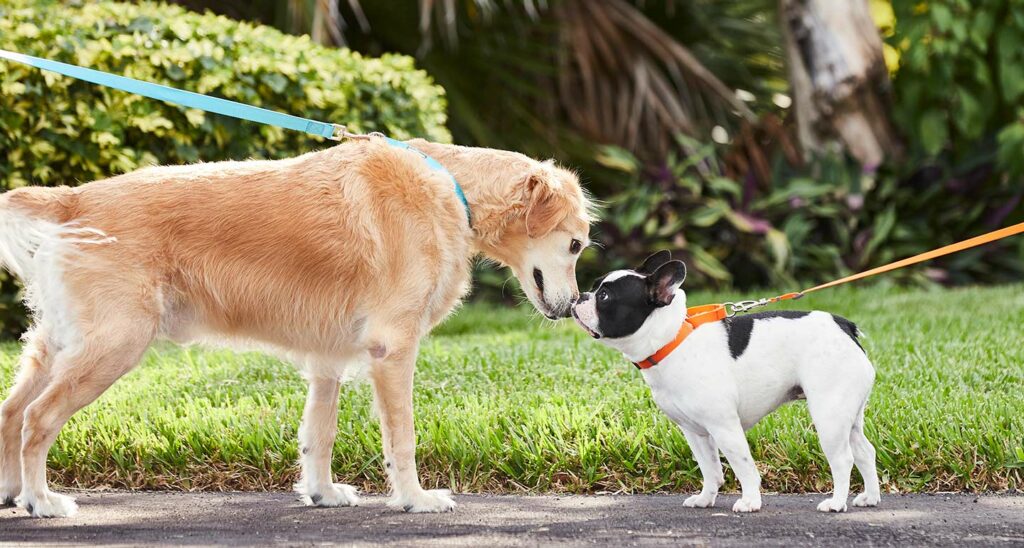 Dogs Friendship