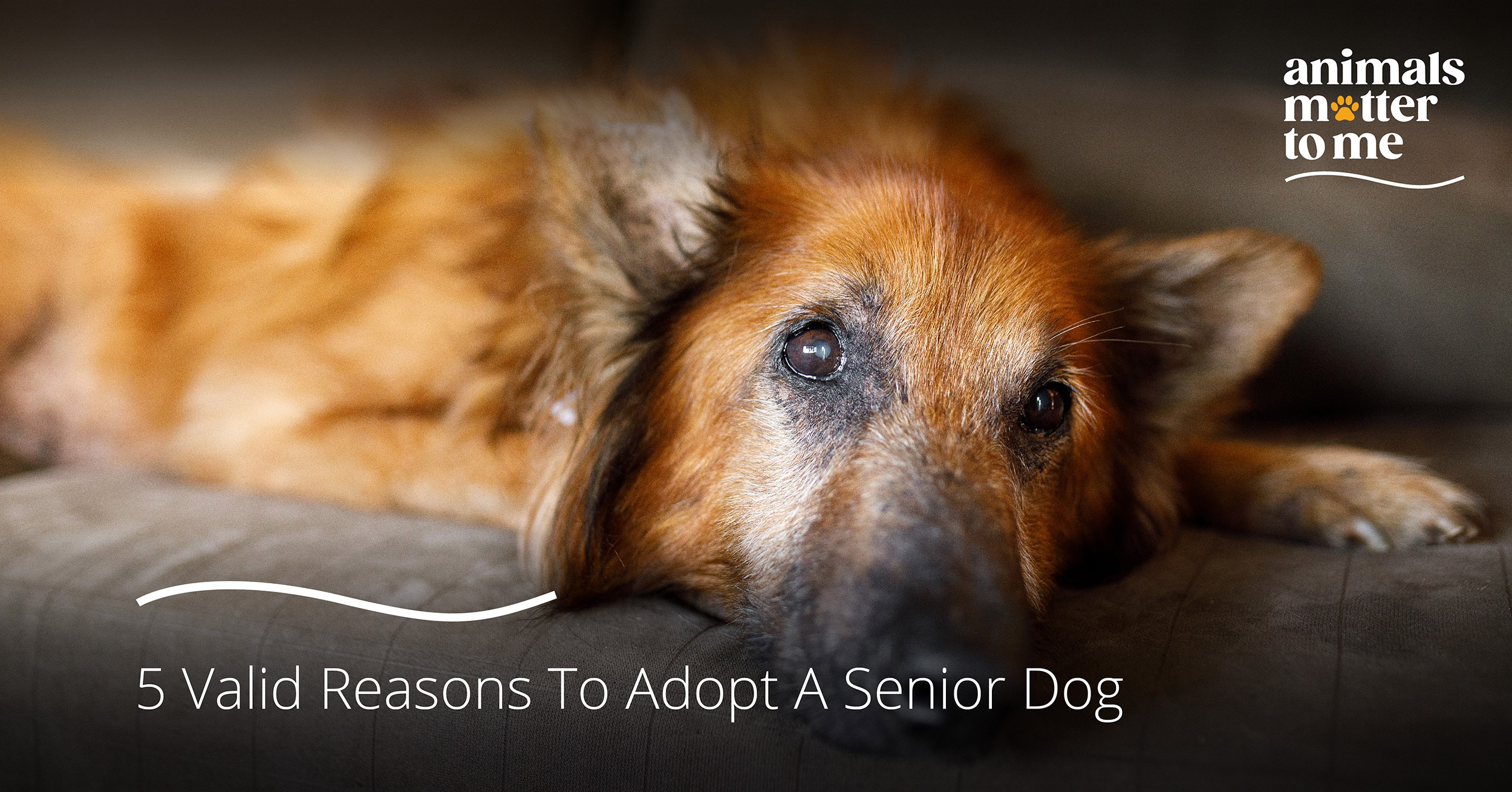 Adopt a senior dog