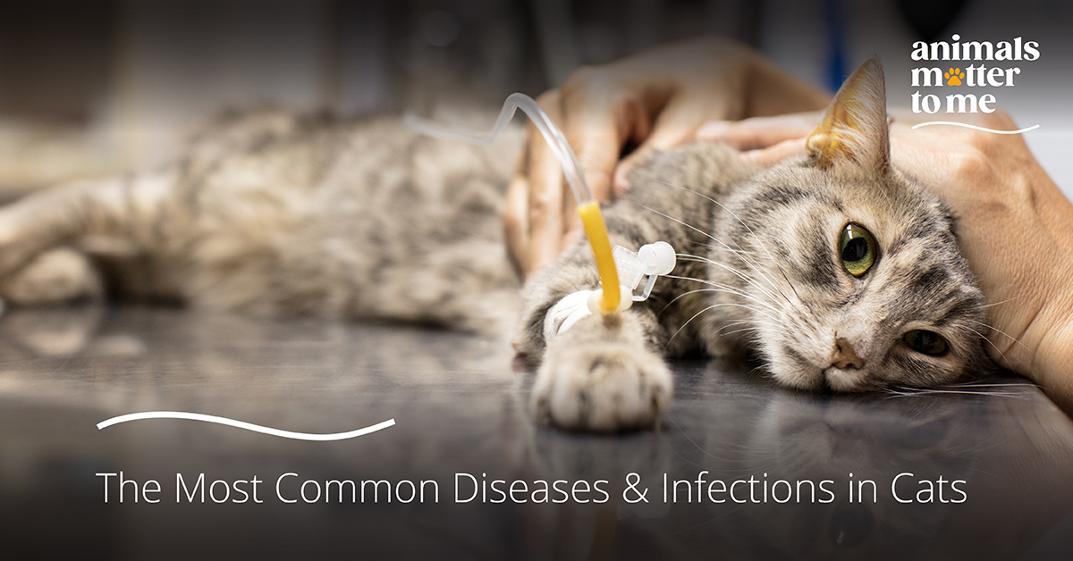 The-Most-Common-Diseases-Infections-in-Cats