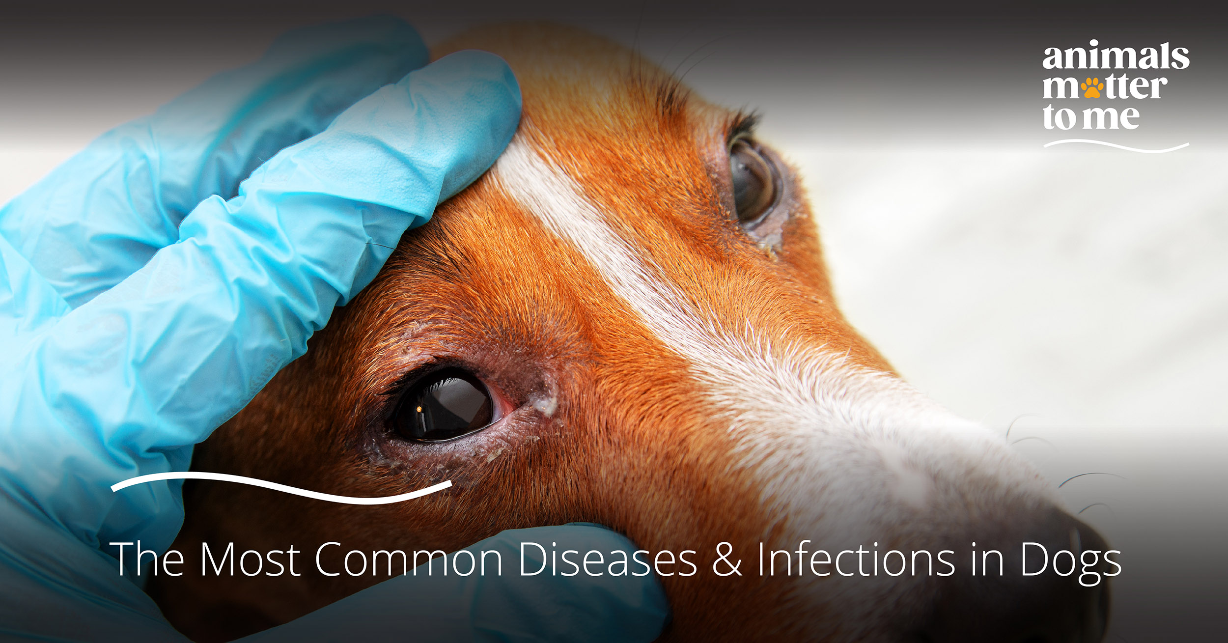 The Most Common Diseases & Infections in Dogs - Animals Matter To Me