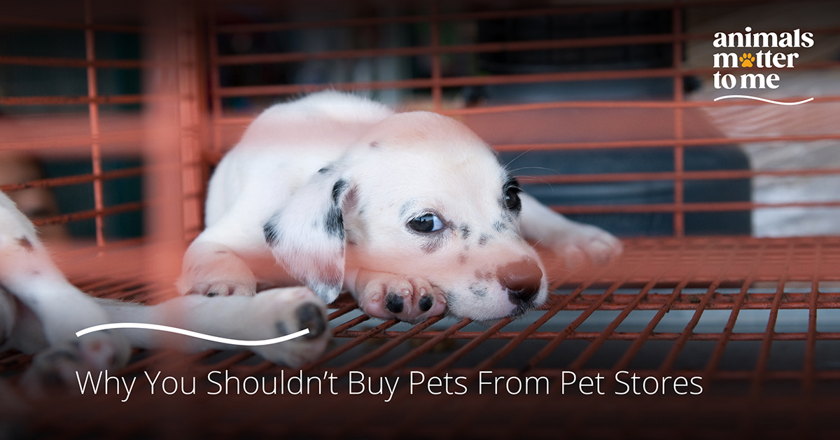 buy pets from pet stores