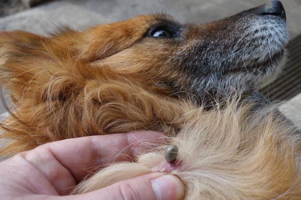 tick borne disease in dogs