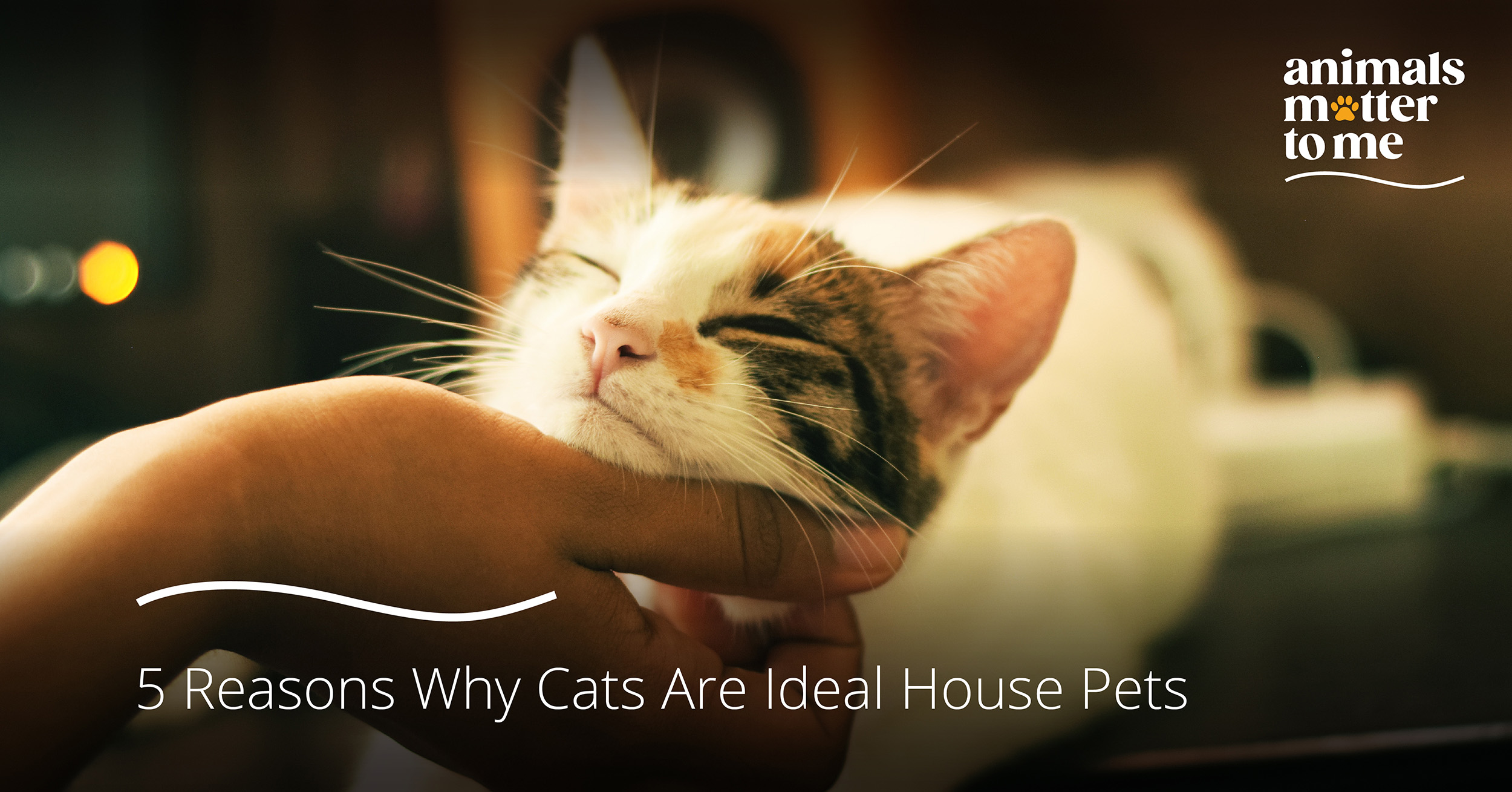 5 Reasons Why Cats Are Ideal House Pets - Animals Matter To Me