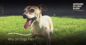 Why-Do-Dogs-Pant