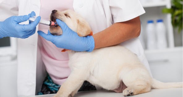 Puppy deworming