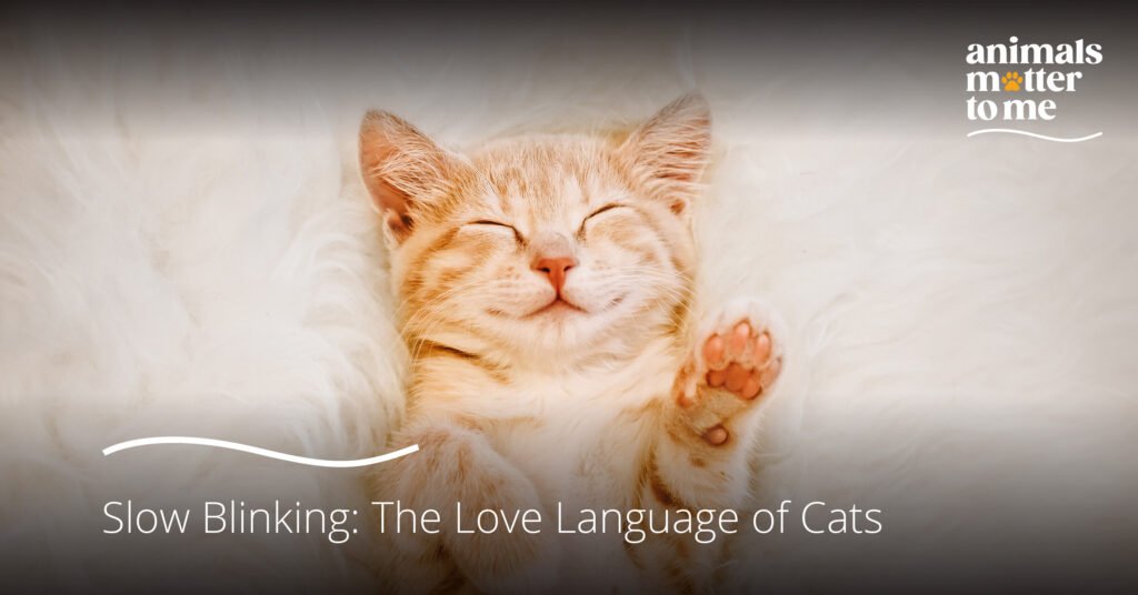 Slow Blinking The Love Language of Cats Animal Matter To Me