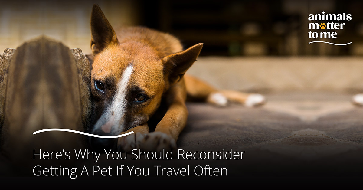 Here's Why You Should Reconsider Getting A Pet If You Travel Often - Animals  Matter To Me
