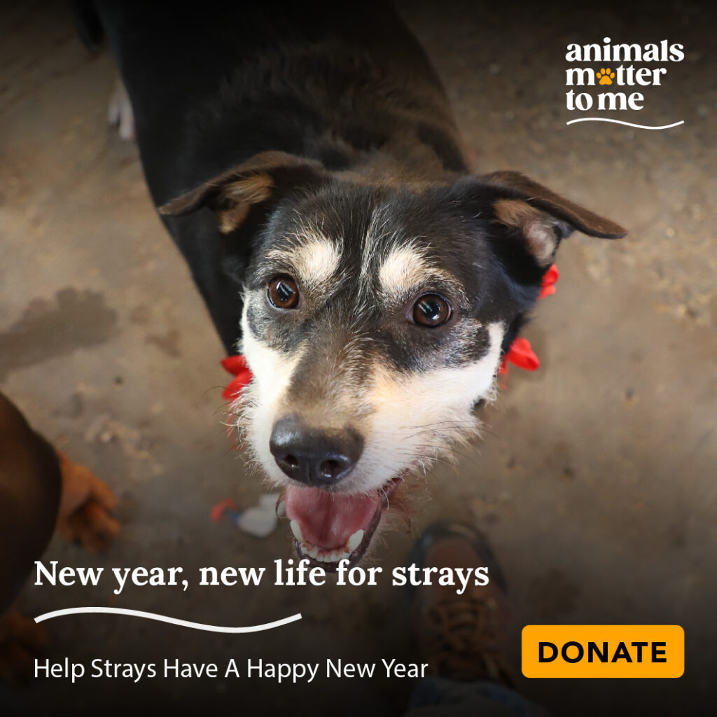 New year, new life for strays​ - Animals Matter To Me