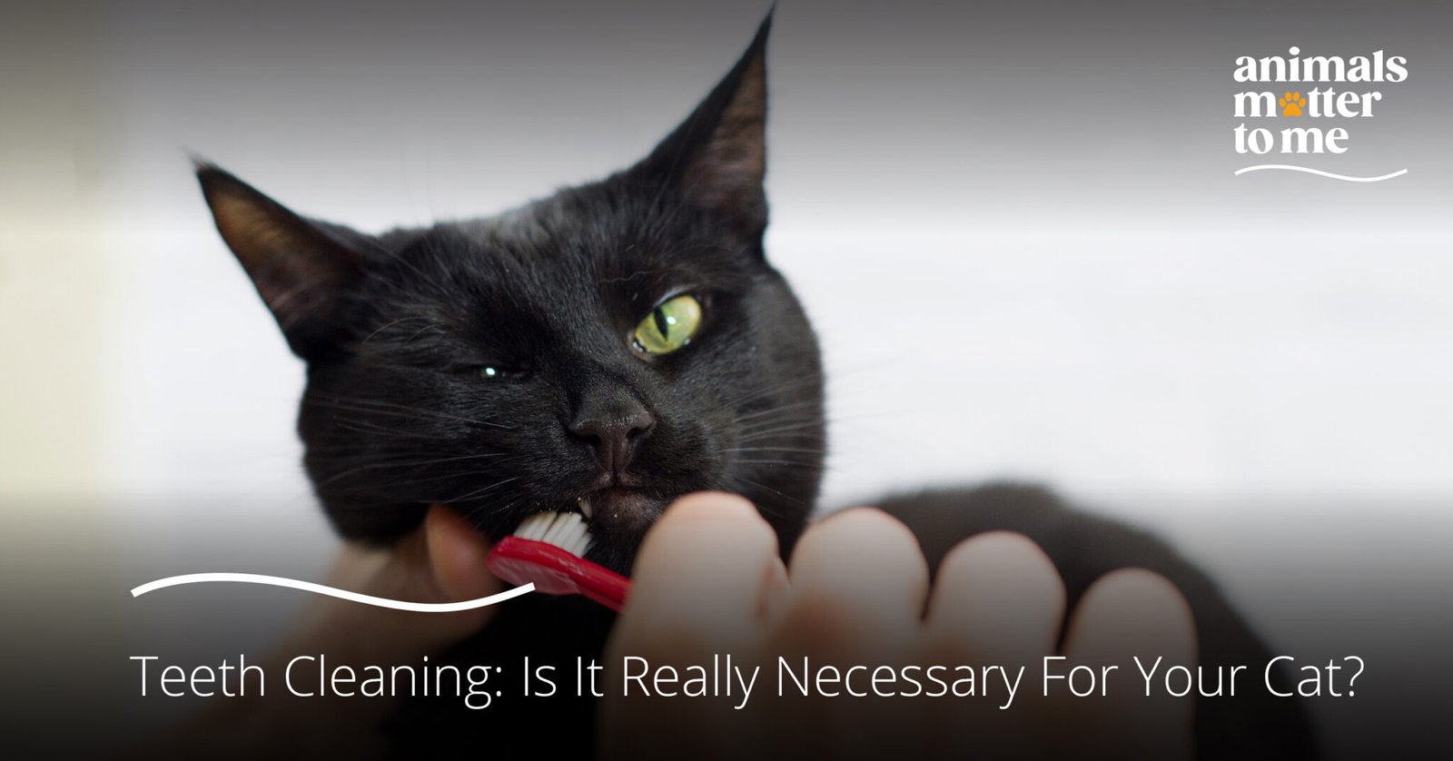 Cat Teeth Cleaning Is It Really Necessary for Your Cat? Animal Matter To Me