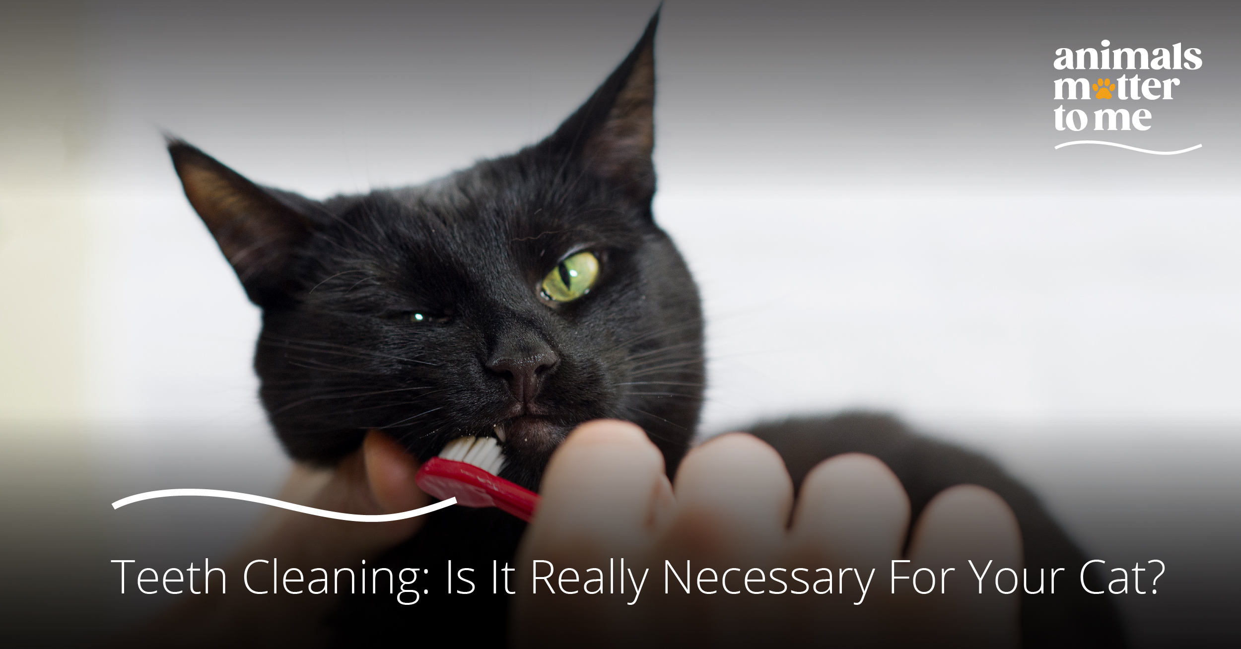 Cat Teeth Cleaning- Is It Really Necessary for Your Cat