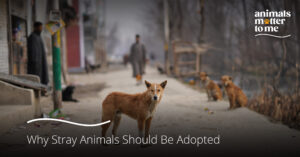 Why stray animals should be adopted