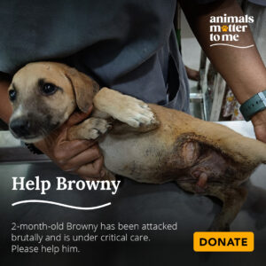 AMTM is an Animal Welfare NGO - Animals Matter To Me