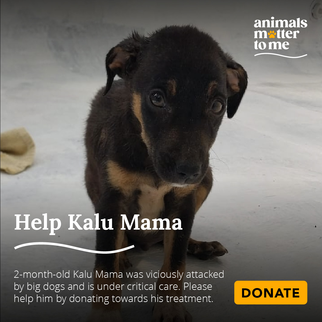 Donate to an Animal NGO | AMTM