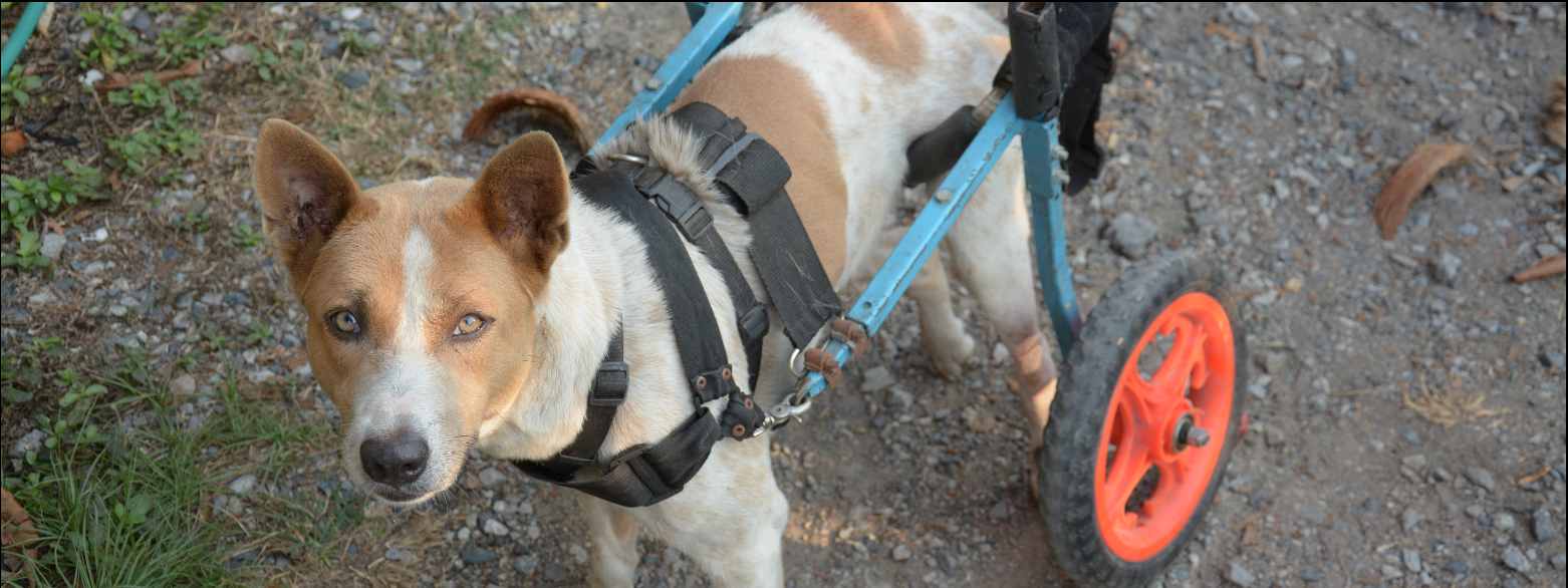 Sponsor an Animal