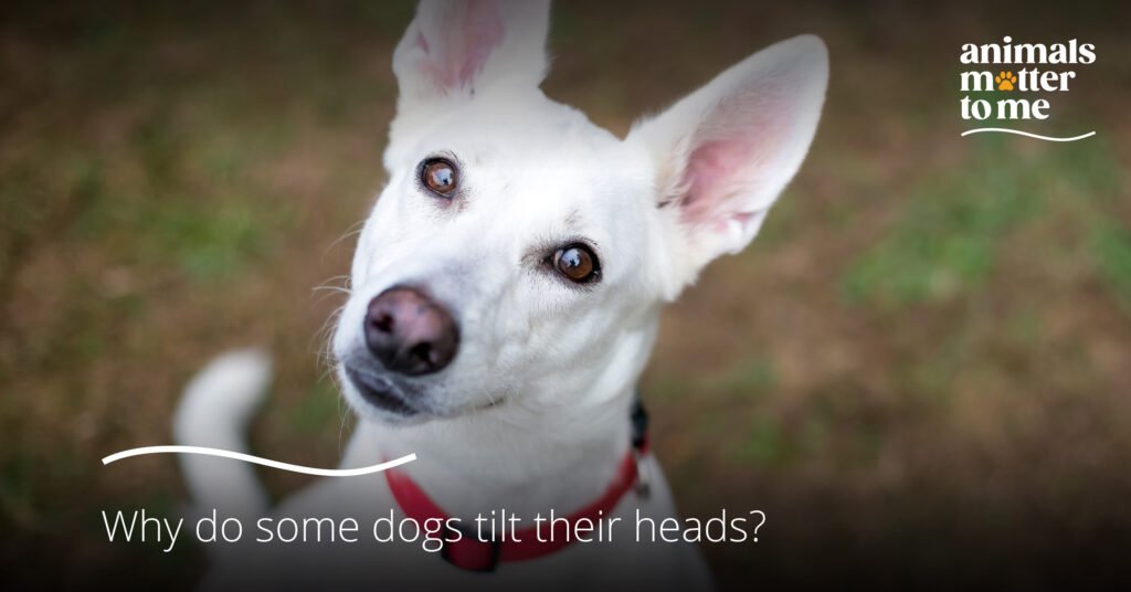 Why do some dogs tilt their heads? Animal Matter To Me