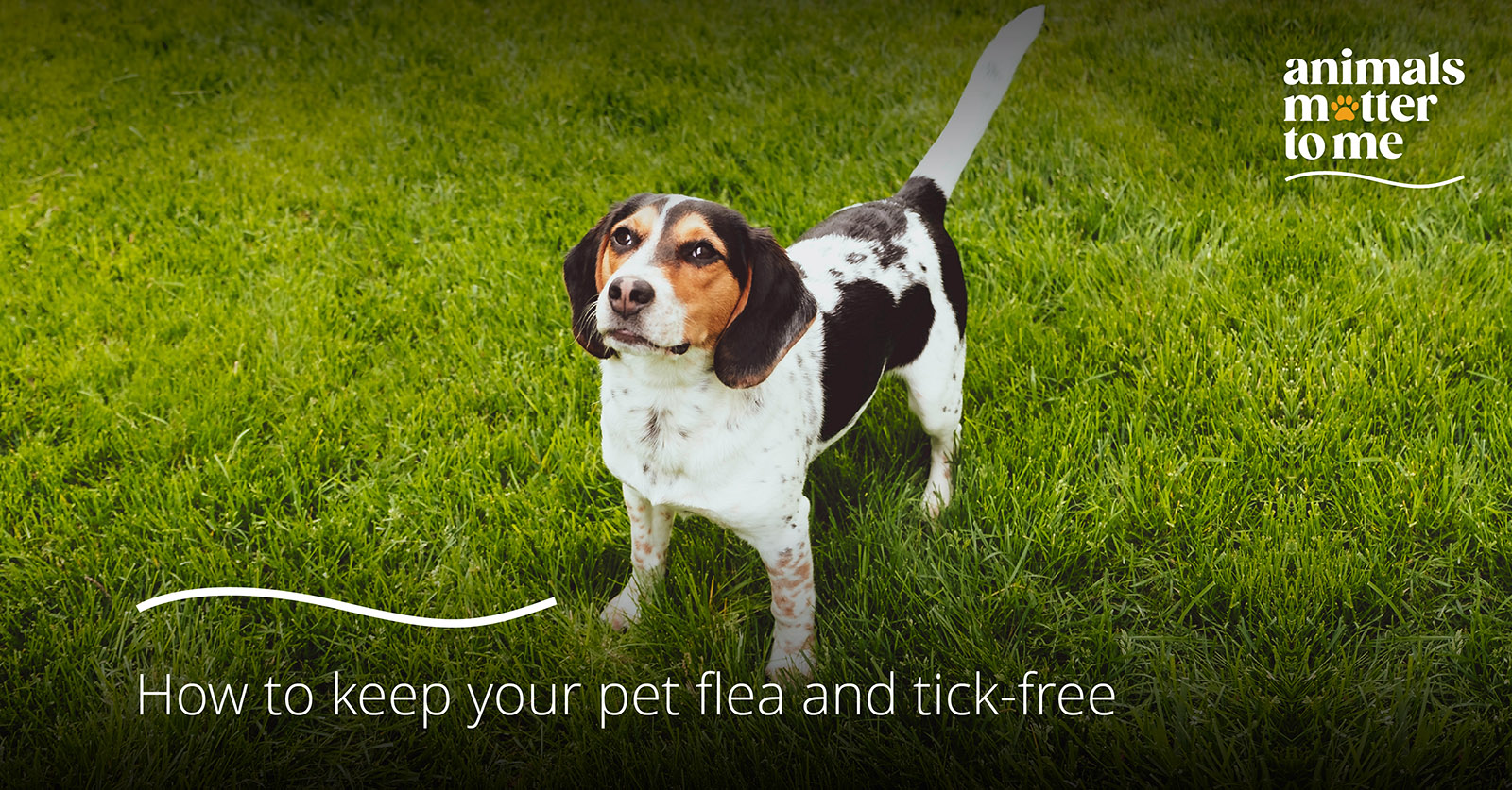 How to keep your pets flea & tick free