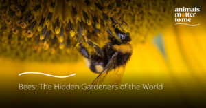 Bees: The hidden gardeners of the world - Blog Image