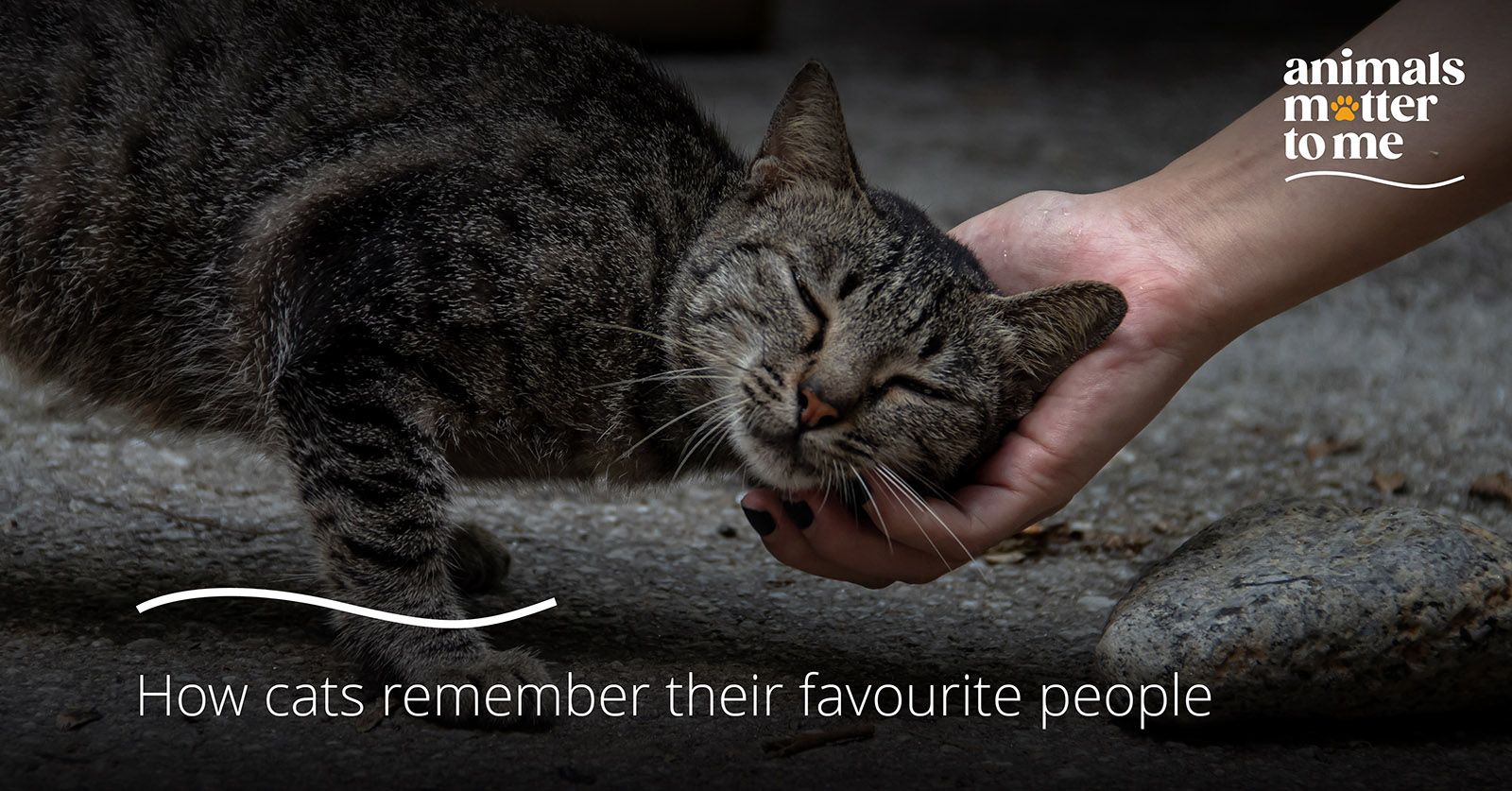 How cats remember their favourite people - Article Cover