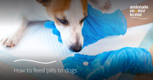 Blog - How to feed pills to dogs - Cover Image