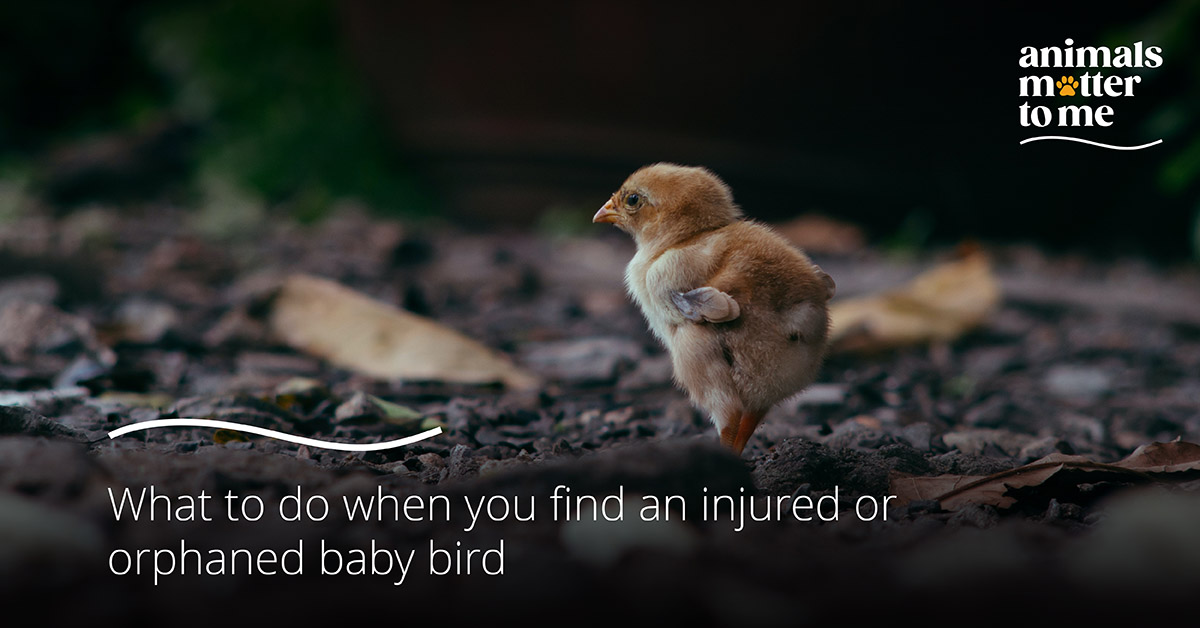 What to do when you find an injured or orphaned baby bird - Blog Image