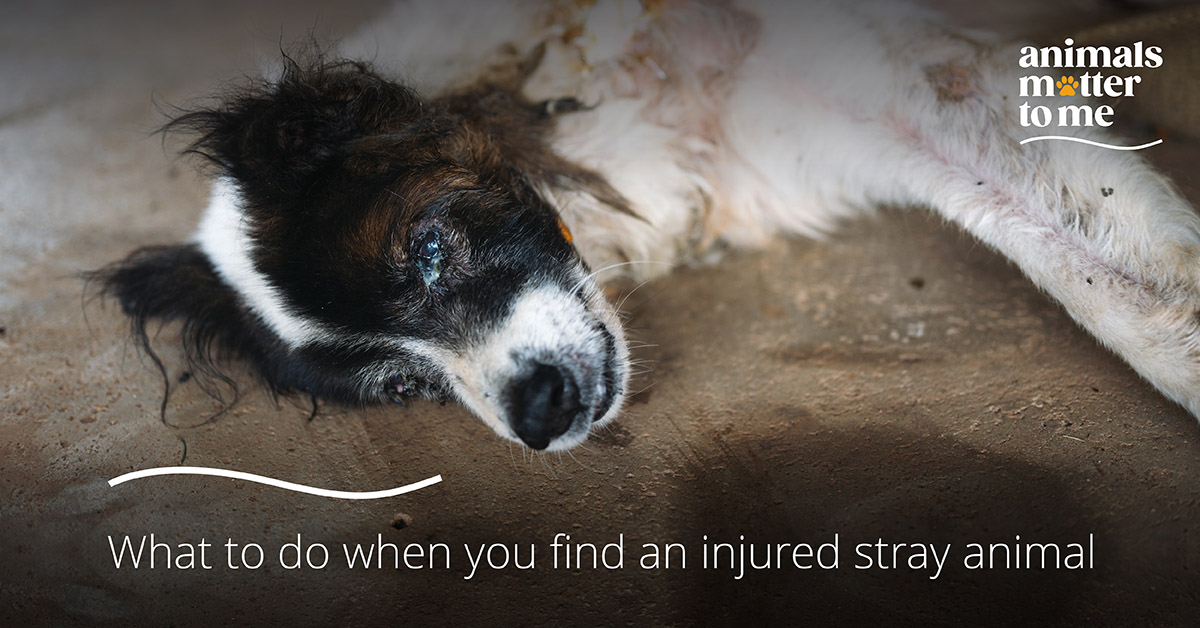 what to do when you find an injured animal