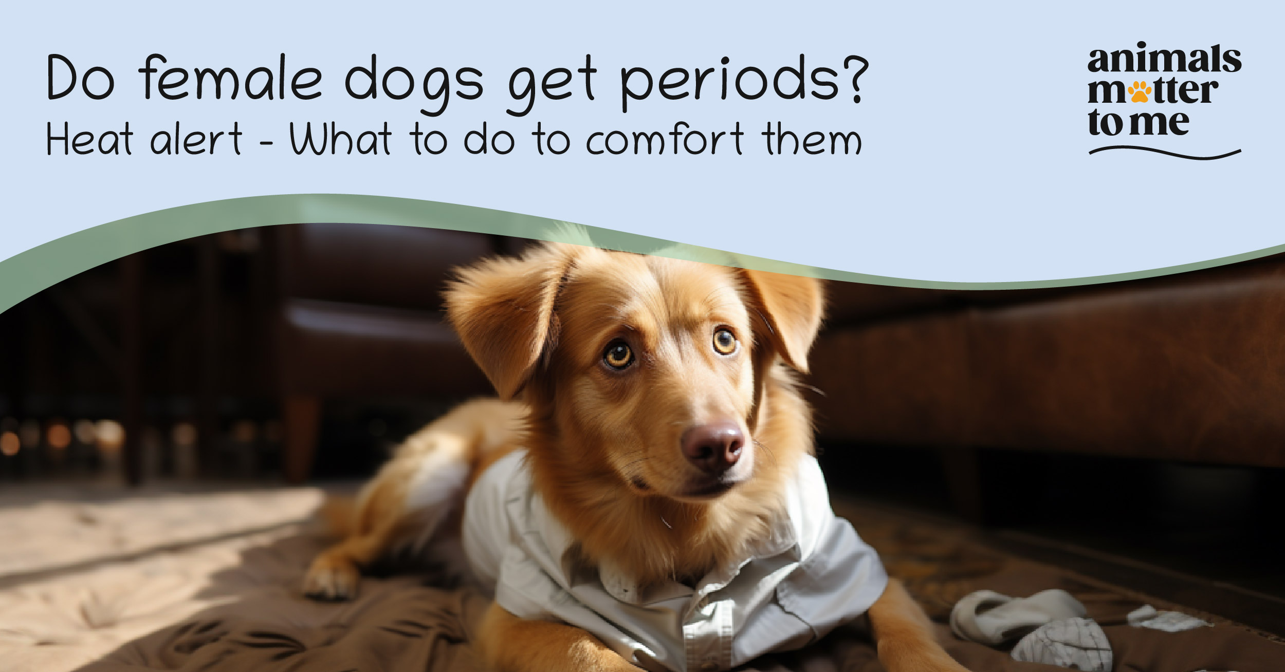 Do female dogs get periods? - Blog Cover