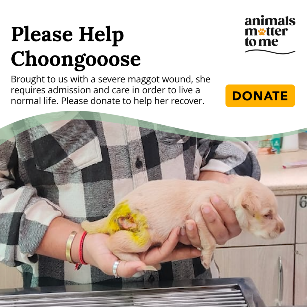 Choongoose - Animal Case