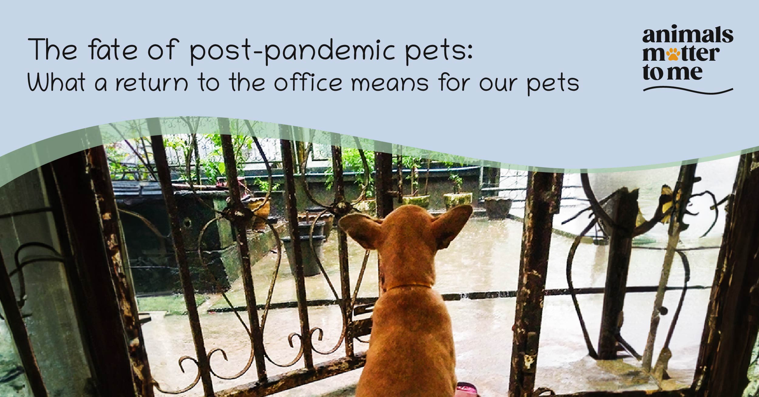 The fate of post-pandemic pets: What a return to the office means for our pets - Blog Cover