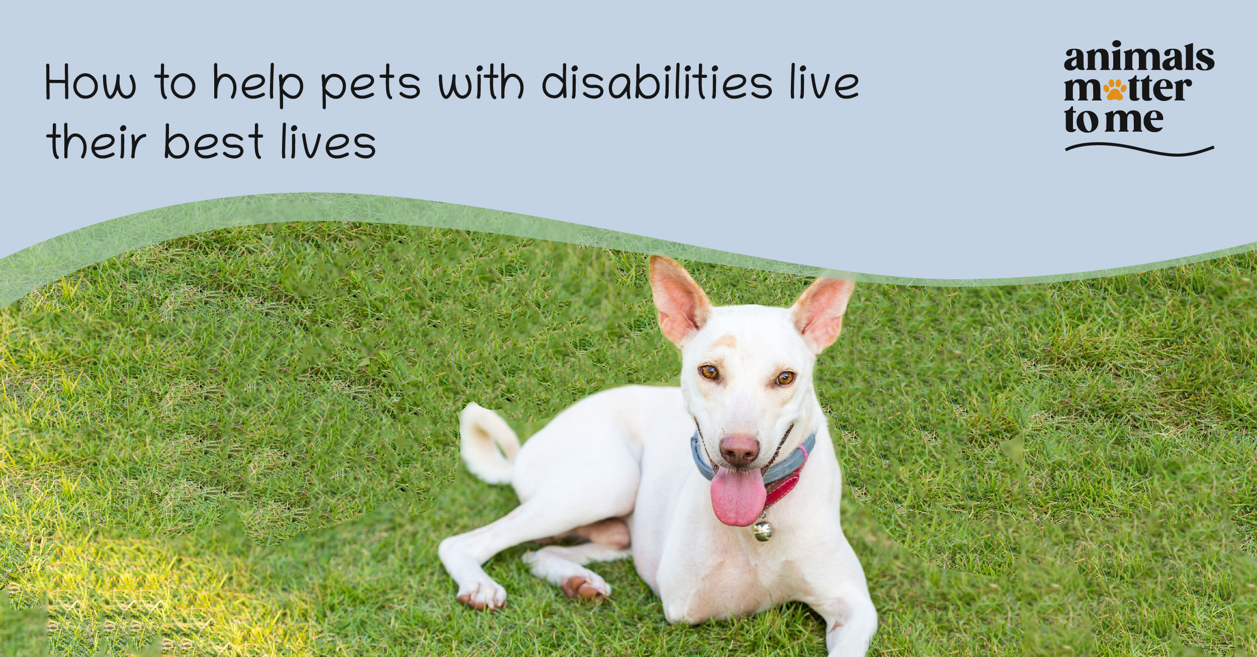How to help pets with disabilities live their best lives - Blog Cover