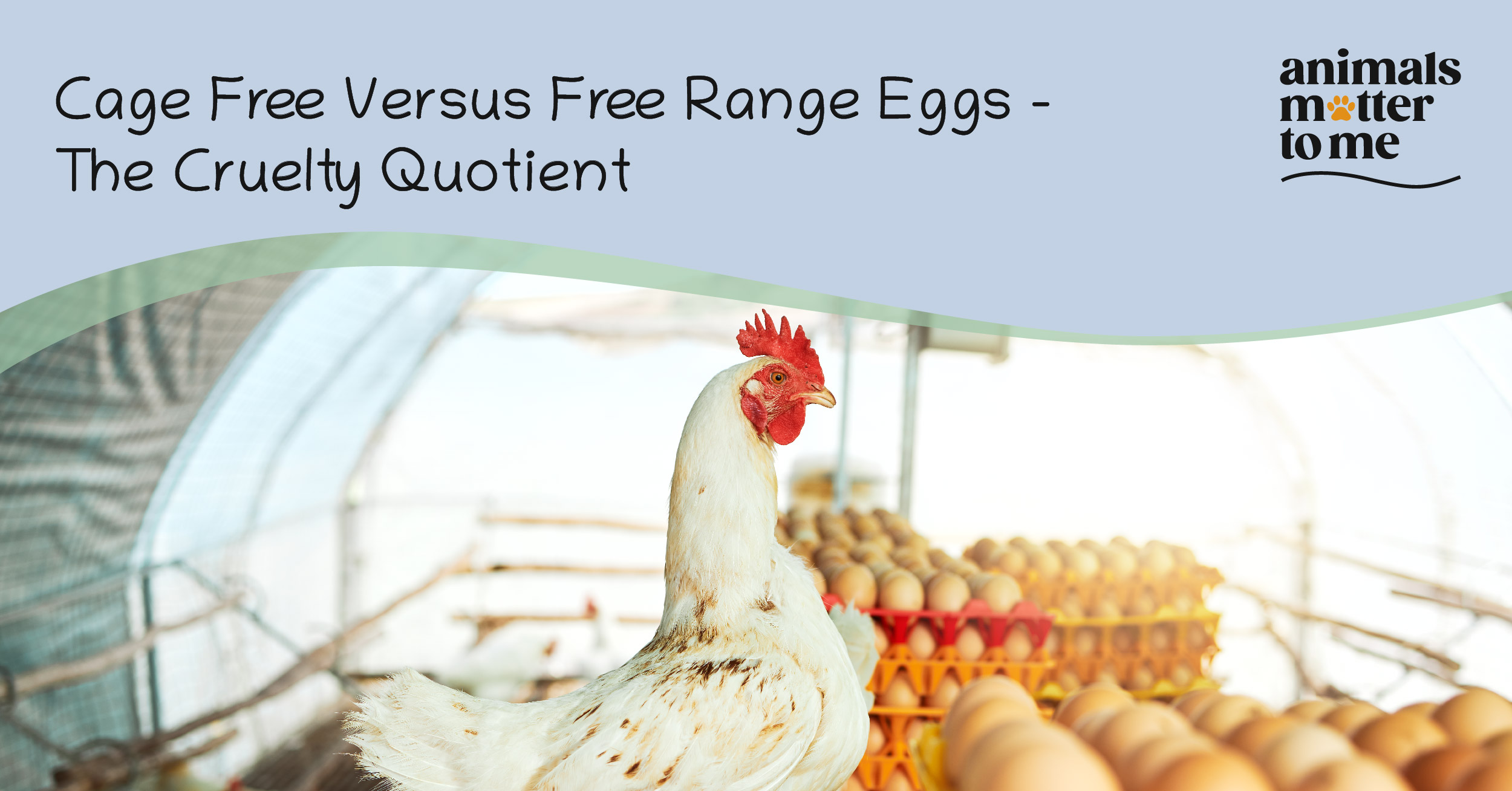 Cage free vs free range eggs - The cruelty quotient - Blog Cover