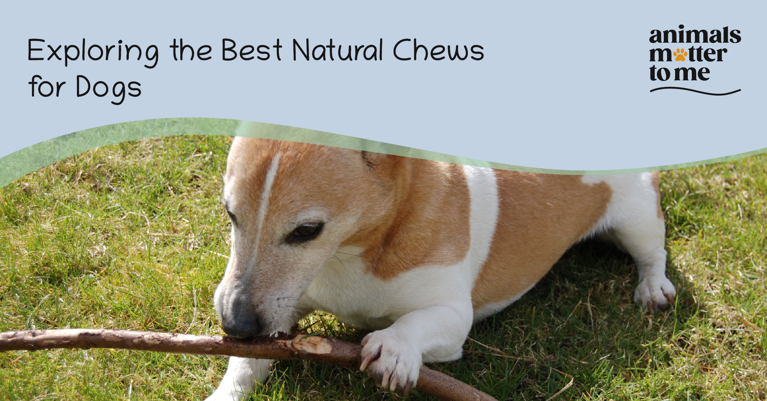 Best natural chews for dogs - Blog Cover